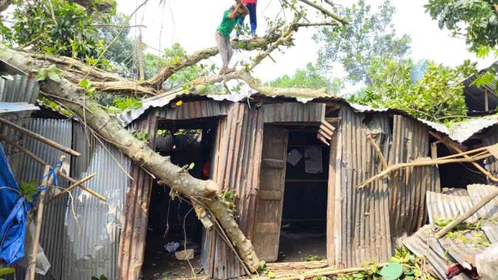 কাটার আগেই গভীর রাতে উপড়ে পড়ল বটগাছ, বিদ্যুৎহীন ১৫০ পরিবার