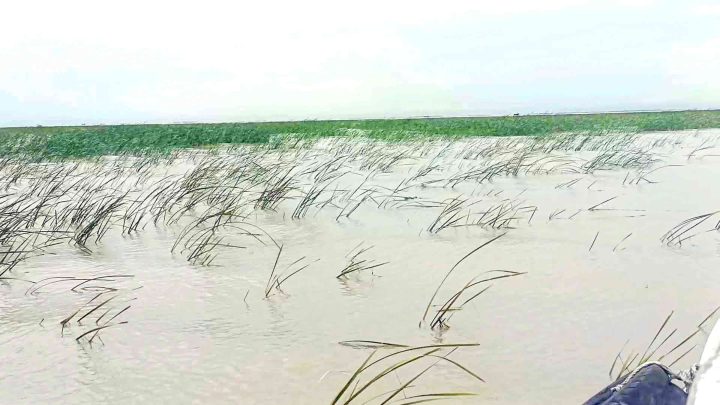 লক্ষ্মীপুরের কমলনগর: মেঘনার নতুন চরও দখলের আশঙ্কা