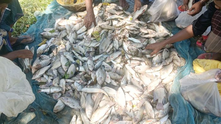 রাতের আঁধারে দেওয়া হয় বিষ, মারা গেল খামারির ৫ লাখ টাকার মাছ