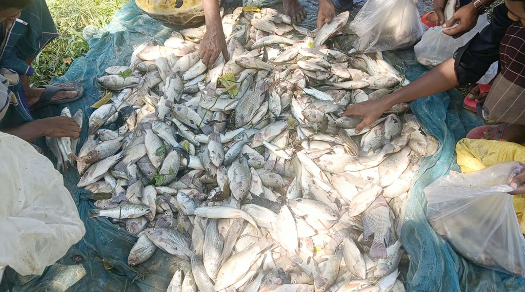 fish_pUZ2dgY