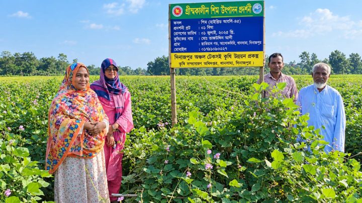খানসামায় গ্রীষ্মকালীন শিম চাষে সাফল্য