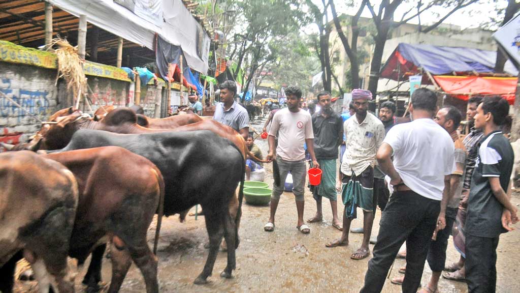25-05-26-Shajahanpur-Cow-Hat-10