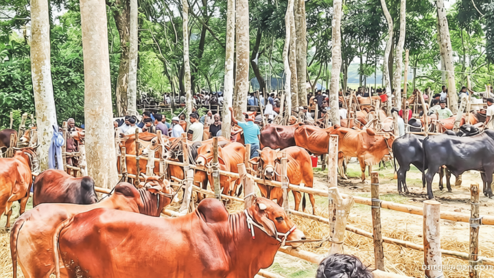 চট্টগ্রাম ও বরিশাল: পশুর দাম চড়া, জমেনি হাট