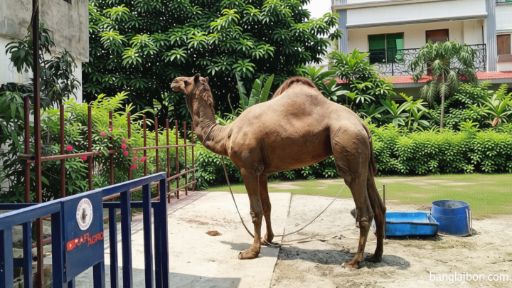 কুমিল্লার পশুর হাটে নতুন আকর্ষণ ‘সুলতান’