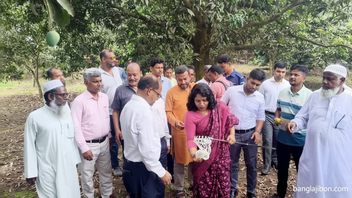 চুয়াডাঙ্গায় আম সংগ্রহ শুরু: ক্যালেন্ডার মেনে বাজারজাত করার নির্দেশ