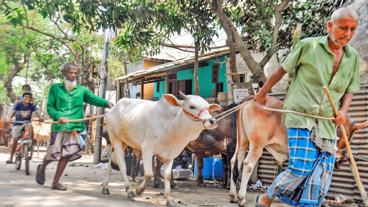 কোরবানির পশু পরিবহন: ভাড়া নিয়ে হতাশ পাইকারেরা