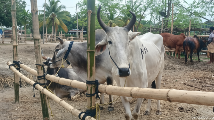 চাঁপাইনবাবগঞ্জ: ‘অবাধে’ ঢুকছে ভারতীয় গরু