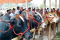 কোরবানির পশু ওজনে মেপে কেনার কী বিধান