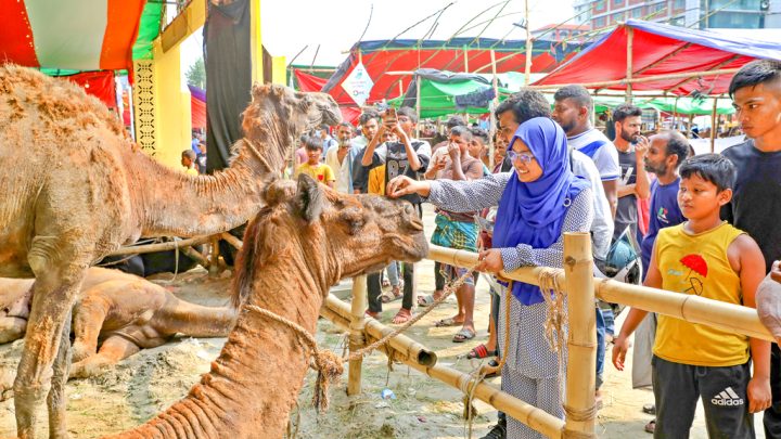 উত্তরায় ‘কালামানিক-রোনালদো’ তেজগাঁওয়ে ‘মরুভূমির জাহাজ’