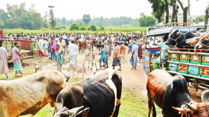 আবারও স্কুলমাঠে পশুর হাট, প্রশাসন নীরব
