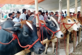কোন পশুর বয়স কত হলে কোরবানি করা যাবে
