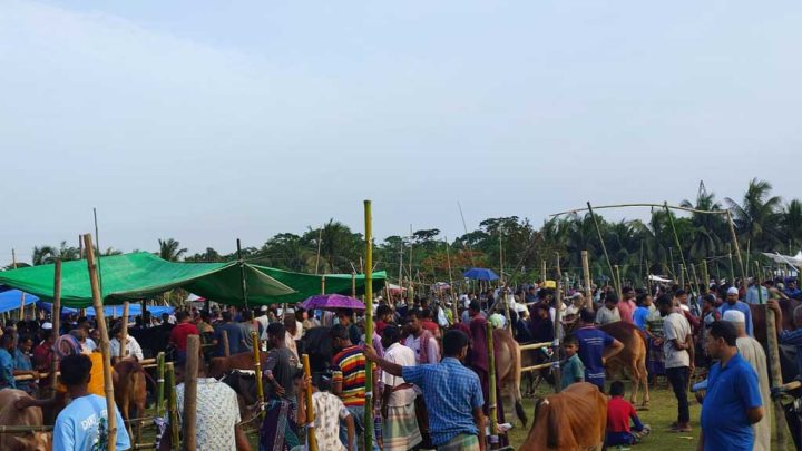 বাগেরহাটে কোরবানির হাটে উপচে পড়া ভিড়, ছোট গরুর চাহিদা বেশি