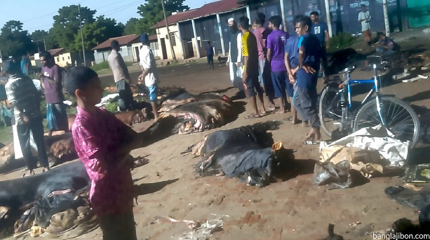 মৌলভীবাজারে চামড়া সংগ্রহে অনীহা ব্যবসায়ীদের, বাধ্য হয়ে মাটিচাপা