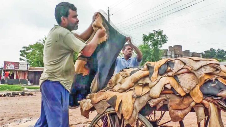 কাঁচা চামড়া নিয়ে পুরোনো শঙ্কা