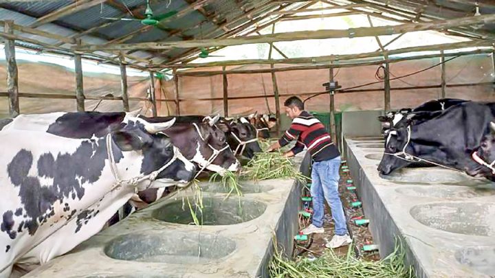 বদলে যাওয়া কোরবানির অর্থনীতির গল্প