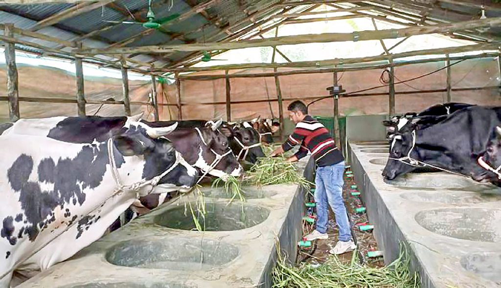 cow_85GwtYm