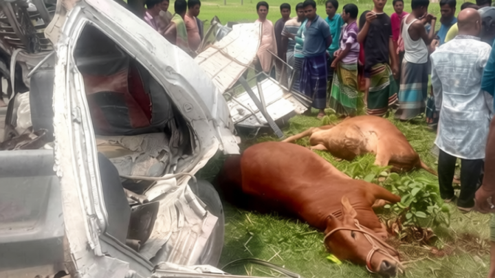 কটিয়াদীতে গরুবাহী পিকআপ উল্টে চালক নিহত, আহত ৩
