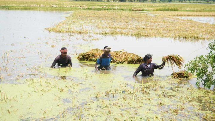 ধামইরহাটে বৃষ্টিতে তলিয়ে গেছে পাকা ধান, দিশেহারা কৃষক