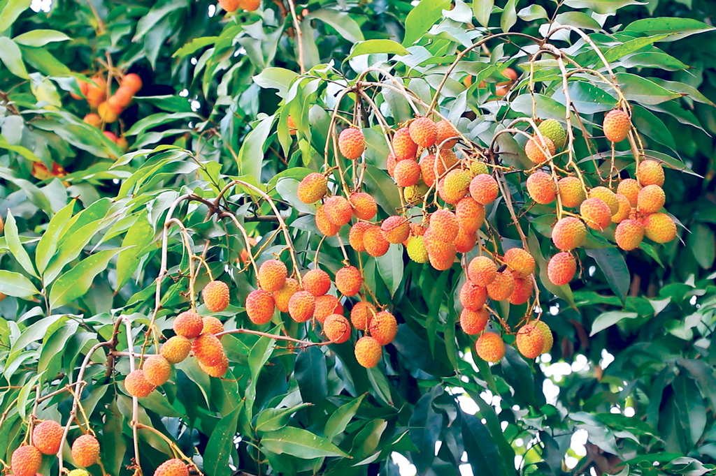 পাবনা: গাছে গাছে লিচুর থোকা