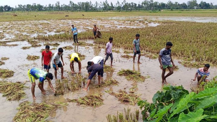 খেলার মাঠ নেই, তাই বোরোখেতের নাড়া কেটে ফুটবলের মাঠ বানাচ্ছেন কিশোরেরা