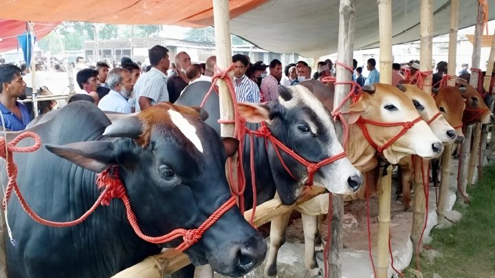 হাটে নয়, ঘিওর থেকে সরাসরি রাজধানীর বাসায় কোরবানির গরু