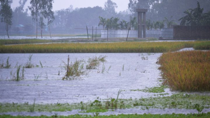 কুড়িগ্রামে রেকর্ড বৃষ্টিপাতে কৃষক বিপাকে, বোরো ধান তলিয়ে যাওয়ার শঙ্কা
