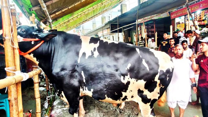 হাটের তারকা ‘টাইসন’ দাম ১১ লাখ টাকা