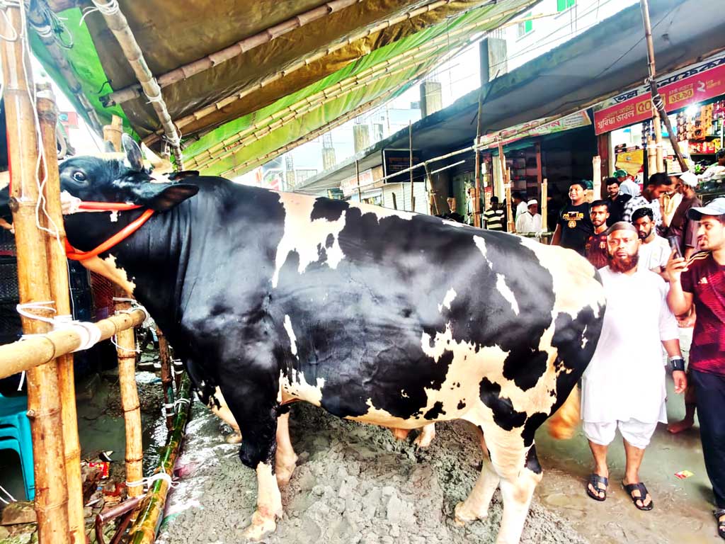 হাটের তারকা ‘টাইসন’ দাম ১১ লাখ টাকা