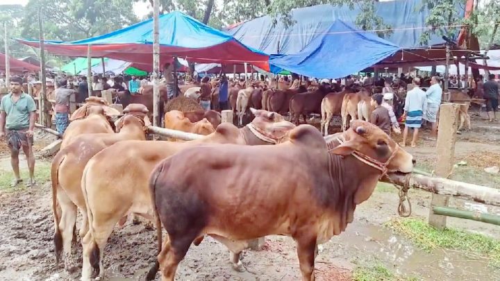 লক্ষ্মীপুরে শেষ মুহূর্তে জমে উঠেছে পশুর হাট, বড় গরু নিয়ে বিপাকে ব্যাপারীরা