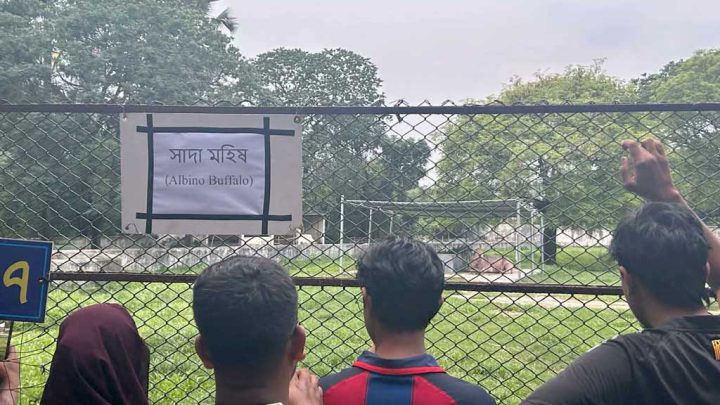 জাতীয় চিড়িয়াখানায় সাদা মহিষ দেখতে দর্শনার্থীদের উপচে পড়া ভিড়