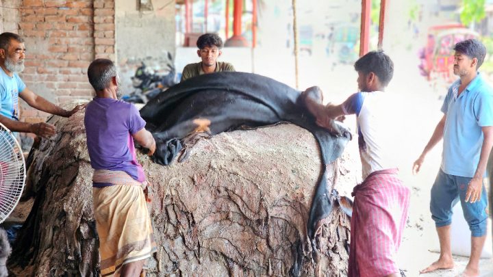 চামড়ায় এবারও ‘ধরাশায়ী’ মৌসুমি ব্যবসায়ীরা