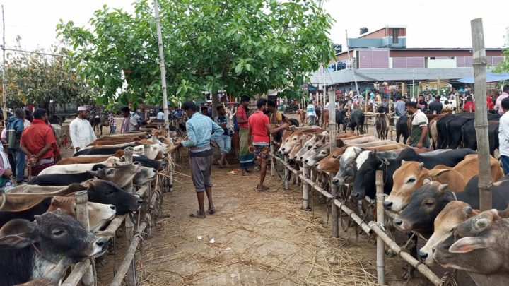 আশুলিয়ার পশুর হাটে মারামারিতে প্রাণ গেল ব্যবসায়ীর