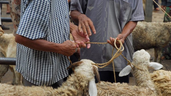 এ বছর কত টাকার মালিক হলে কোরবানি দিতে হবে