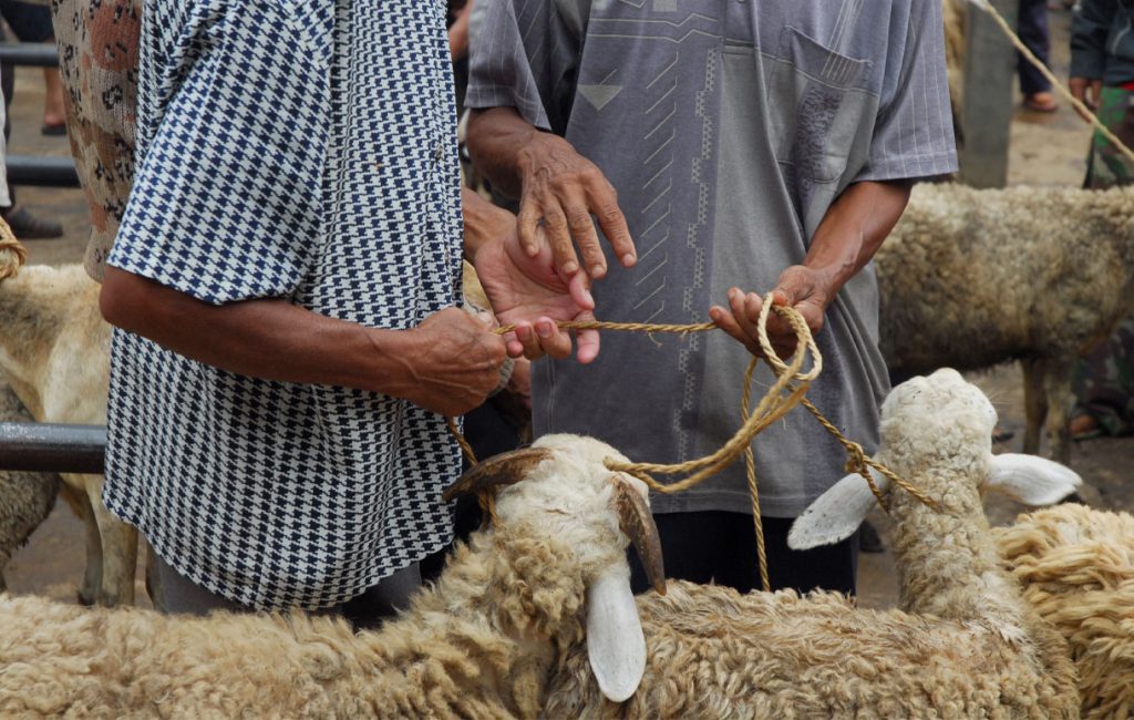 qurbani-animal-bazar-hat_Kr2nLuX