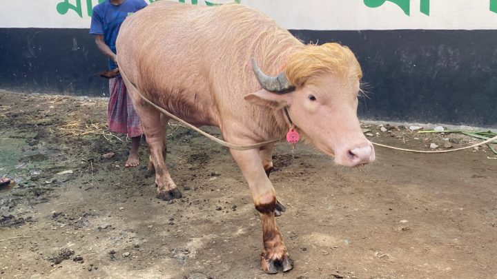 ‘ডোনাল্ড ট্রাম্প’-এর ঠাঁই হচ্ছে চিড়িয়াখানায়