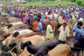 নৈহাটী হাটে ৪০ লাখ টাকা রাজস্ব আদায়, সরকারি কোষাগারে জমা মাত্র ১৫ লাখ