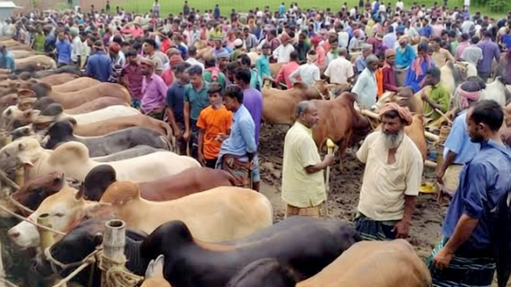 নৈহাটী হাটে ৪০ লাখ টাকা রাজস্ব আদায়, সরকারি কোষাগারে জমা মাত্র ১৫ লাখ