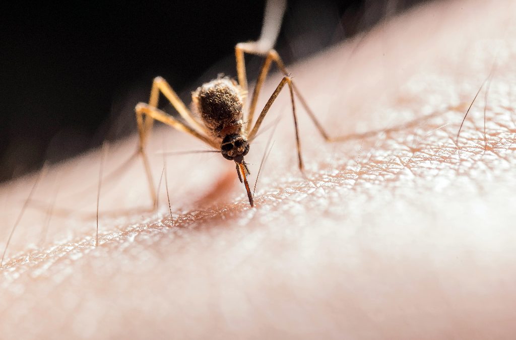 Mosquito-Bite