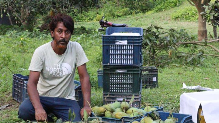প্রবাস থেকে কৃষিতে, আমবাগানেই সফলতার গল্প এয়াকুব দৌলতের