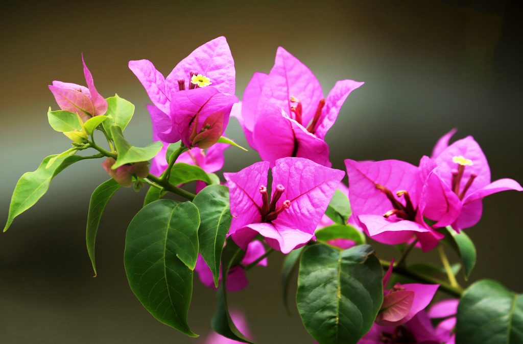 bilash1