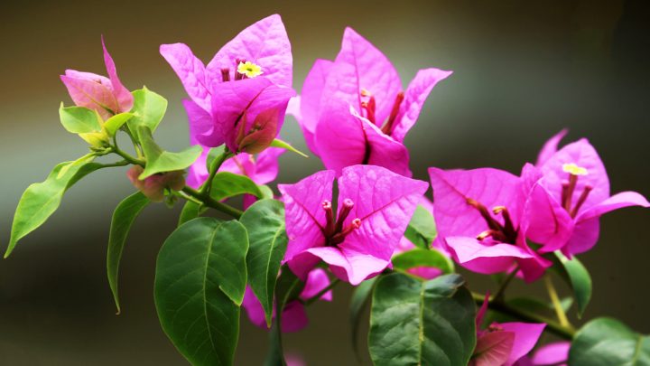 বারান্দার বিলাসিতা বাগানবিলাসের যত্ন যেমন হওয়া চাই