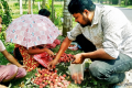 ঝরা লিচুতে টিফিনের খরচ