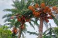 একসময়ের জনপ্রিয় দেশি খেজুর এখন গাছেই নষ্ট