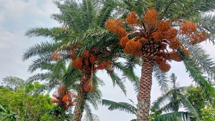 একসময়ের জনপ্রিয় দেশি খেজুর এখন গাছেই নষ্ট