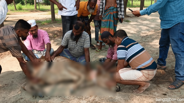 তালতলীতে প্রতিবেশীকে ‘হত্যা’ করতে না পেরে দুই গরুকে কুপিয়ে জখম