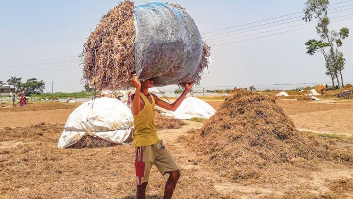 হাওরে কৃষকের নিরানন্দ ঈদ