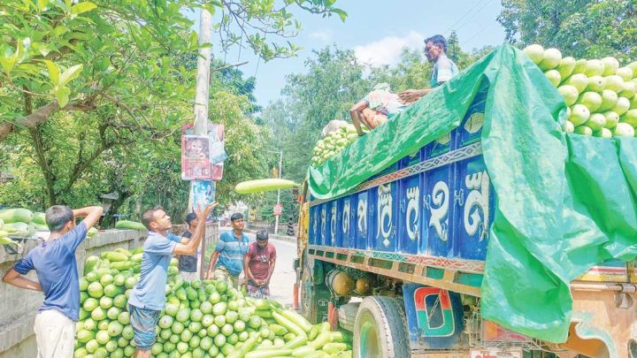 ঈদের পর রাজশাহীতে লাউয়ের দামে ধস