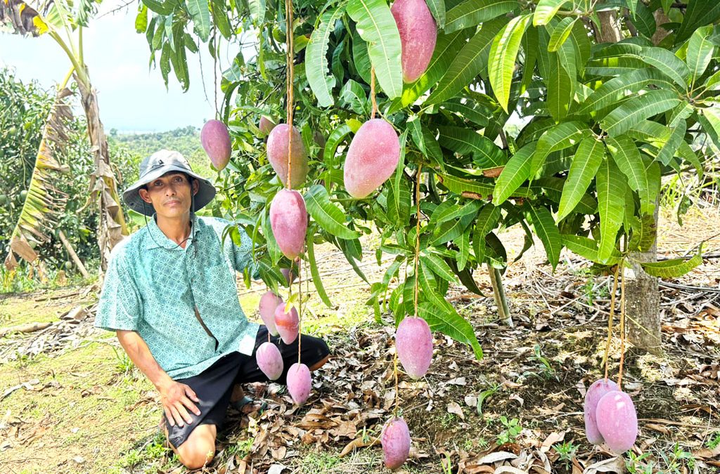 mango_5giDv6b