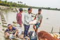 বরিশাল: ভরা মৌসুমেও ইলিশ নেই, জালে বড় বড় পাঙাশ