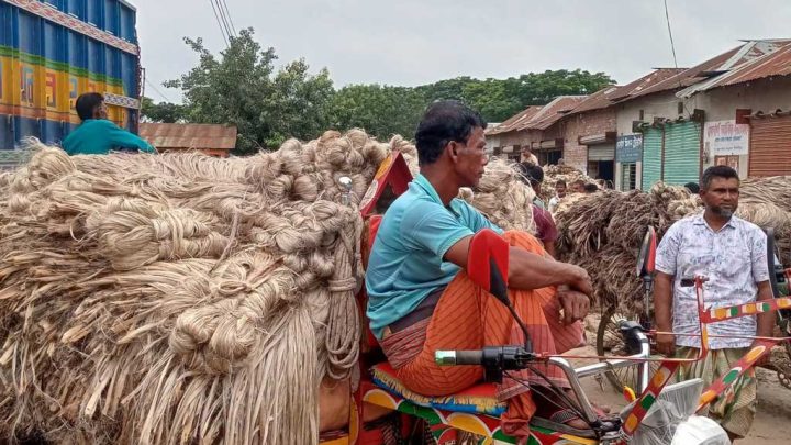 রাজশাহীর হাটে হাটে উঠছে নতুন পাট, দামে খুশি চাষিরা